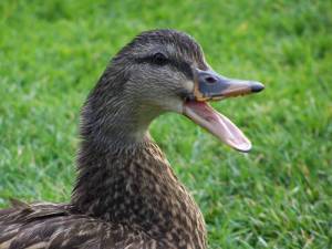 duck_17203